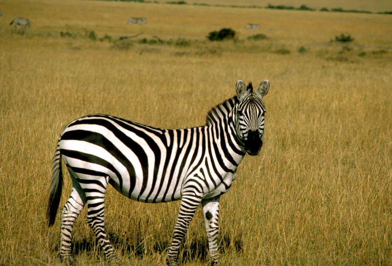 Grant's Zebra (Equus burchelli boehmi) {!--그랜트얼룩말-->; DISPLAY FULL IMAGE.