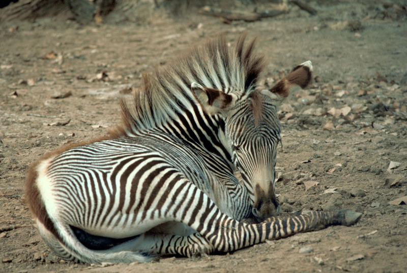 Grevy's Zebra (Equus grevyi) {!--그레비얼룩말-->; DISPLAY FULL IMAGE.