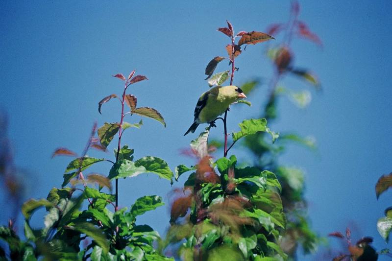Lesser Goldfinch (Carduelis psaltria) {!--쇠금방울새-->; DISPLAY FULL IMAGE.