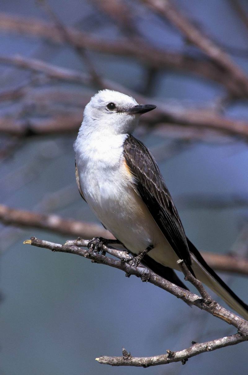 Scissor-tailed Flycatcher (Tyrannus forficatus) {!--가위꼬리딱새-->; DISPLAY FULL IMAGE.
