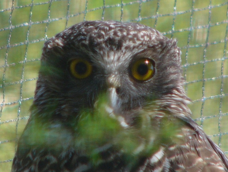 powerful owl (Ninox strenua) 1; DISPLAY FULL IMAGE.