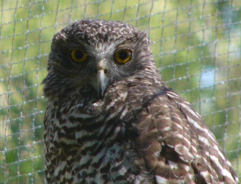 powerful owl (Ninox strenua) 2; DISPLAY FULL IMAGE.