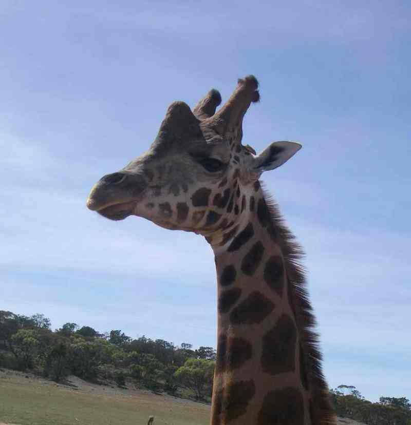 giraffe - Giraffa camelopardalis; DISPLAY FULL IMAGE.