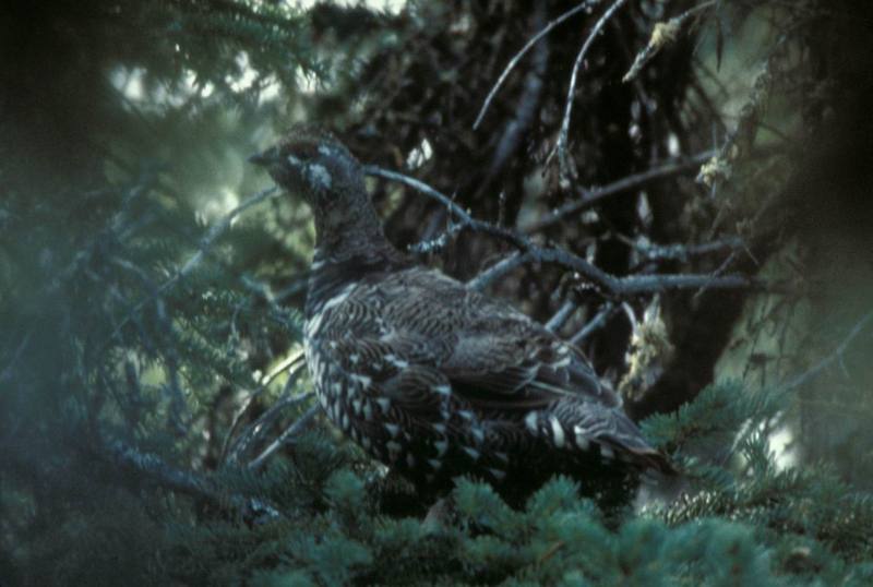 Spruce Grouse (Dendragapus canadensis) {!--가문비뇌조(---雷鳥)/캐나다-->; DISPLAY FULL IMAGE.