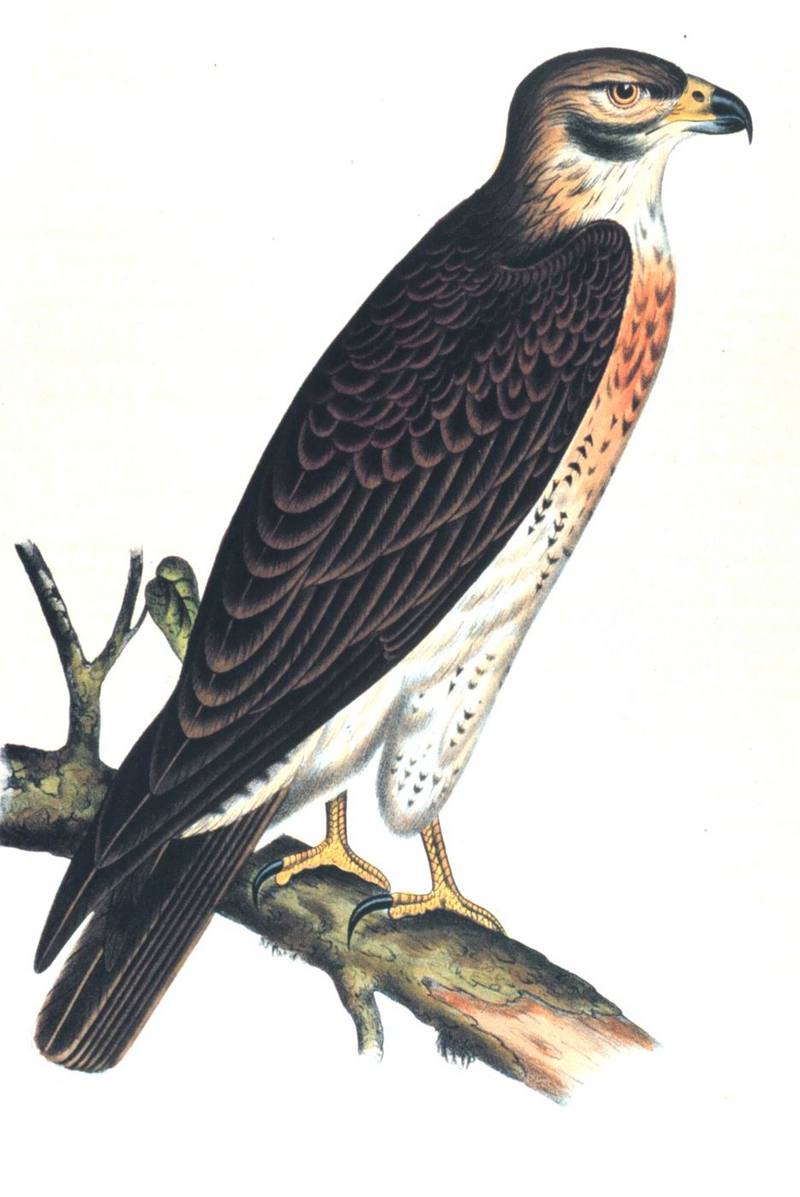 [Illust] Swainson's Hawk (Buteo swainsoni) {!--황무지말똥가리-->; DISPLAY FULL IMAGE.