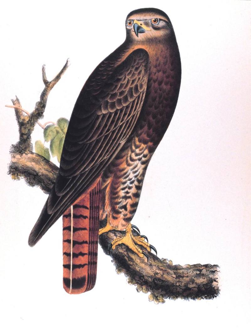 [Illust] Red-tailed Hawk (Buteo jamaicensis) {!--붉은꼬리매-->; DISPLAY FULL IMAGE.