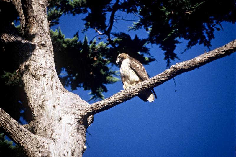 Red-tailed Hawk juvenile (Buteo jamaicensis) {!--붉은꼬리매-->; DISPLAY FULL IMAGE.