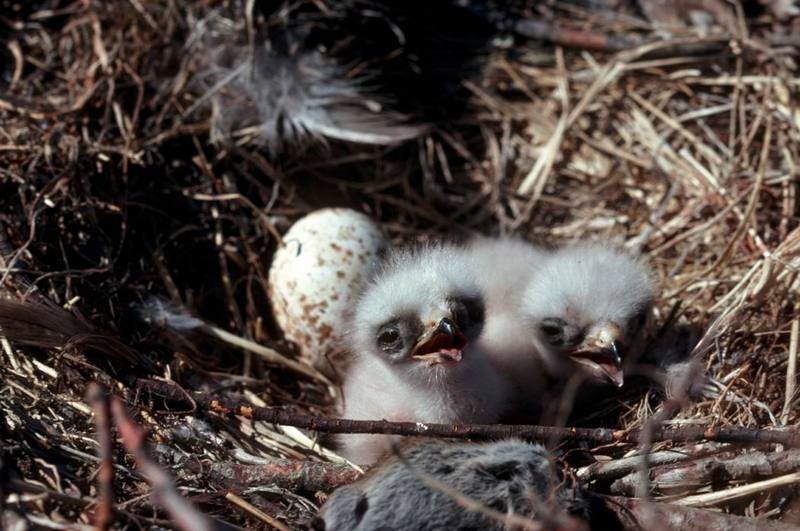 Rough-legged Hawk chicks on nest (Buteo lagopus) {!--털발말똥가리-->; DISPLAY FULL IMAGE.