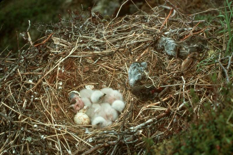 Rough-legged Hawk chicks on nest (Buteo lagopus) {!--털발말똥가리-->; DISPLAY FULL IMAGE.
