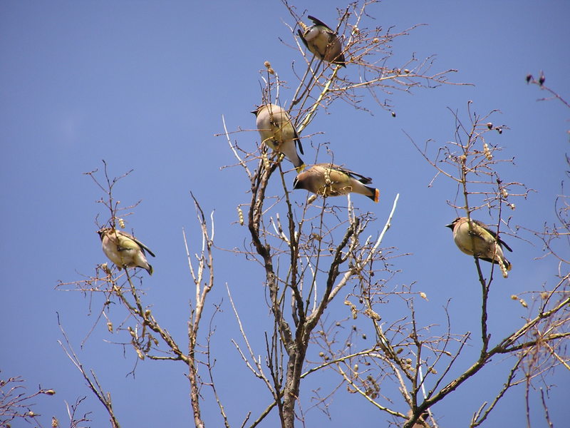 Birds, Cedar Waxwings; DISPLAY FULL IMAGE.