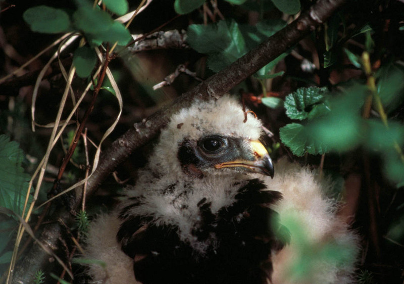 Hawk chick (Accipitridae) {!--수리과 매류-->; DISPLAY FULL IMAGE.