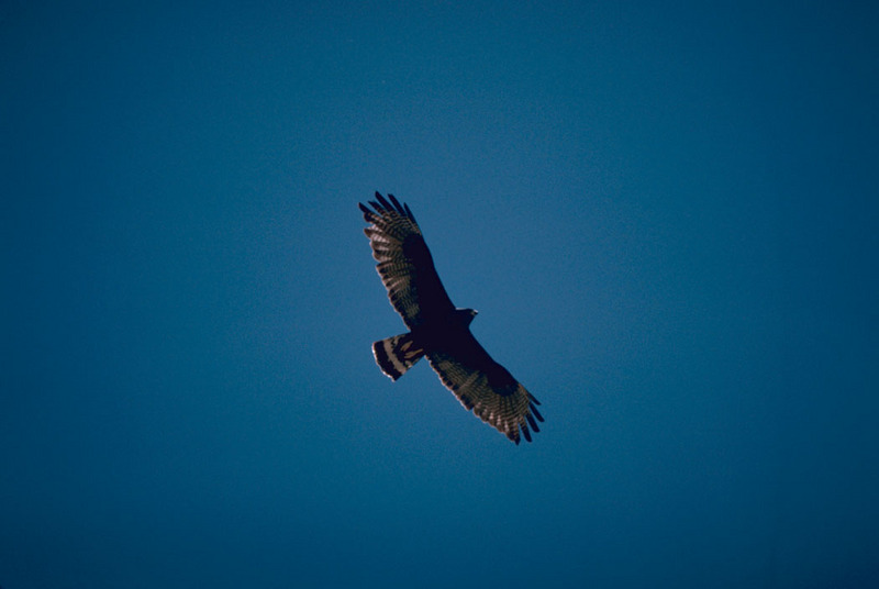 Zone-tailed Hawk (Buteo albonotatus) {!--흰띠꼬리말똥가리-->; DISPLAY FULL IMAGE.