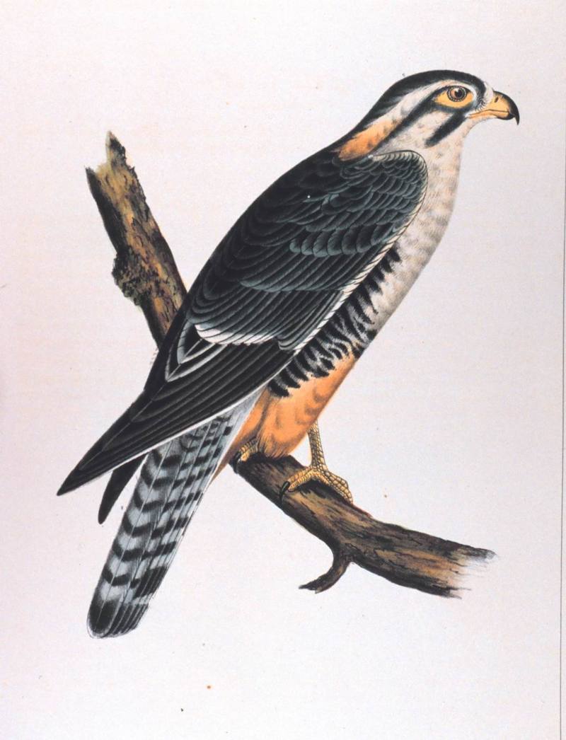 [Illust] Red-shouldered Hawk (Buteo lineatus) {!--붉은죽지말똥가리-->; DISPLAY FULL IMAGE.
