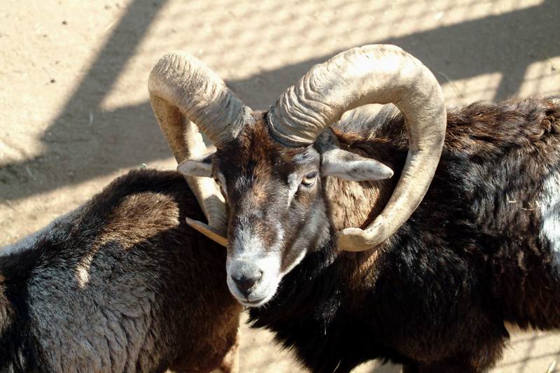 Mouflon Sheep male (Ovis musimon) {!--무플론 수컷-->; DISPLAY FULL IMAGE.