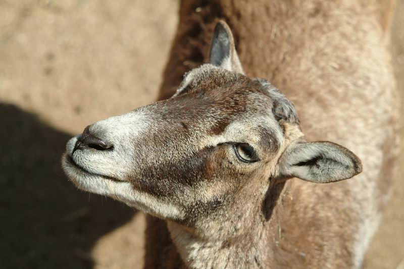 Mouflon Sheep female (Ovis musimon) {!--무플론 암컷-->; DISPLAY FULL IMAGE.