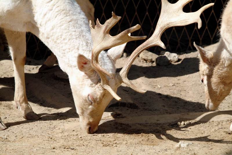 White Fallow Deer buck (Dama dama); DISPLAY FULL IMAGE.