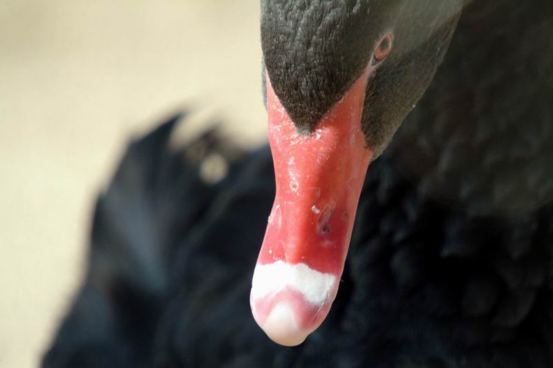 Black Swan (Cygnus atratus) {!--흑고니-->; DISPLAY FULL IMAGE.