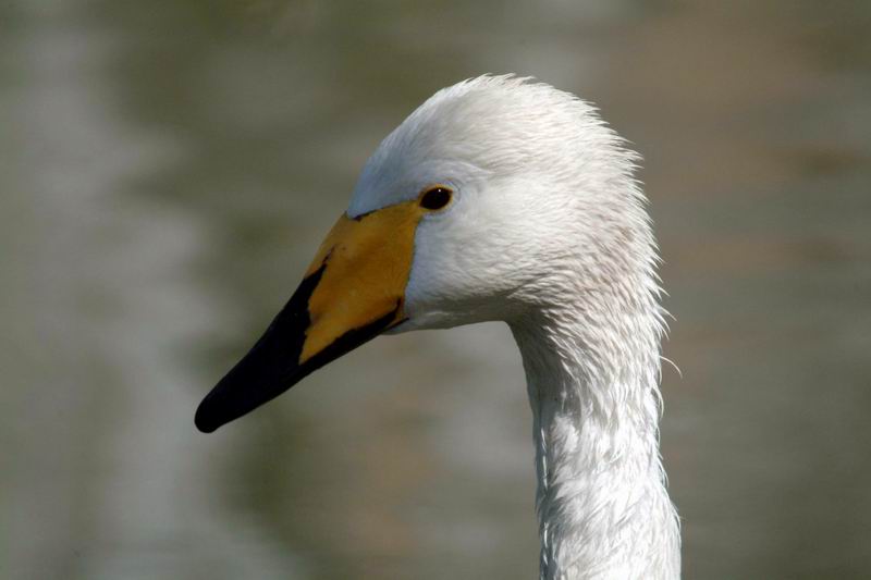 Whooper Swan (Cygnus cygnus) {!--큰고니/백조-->; DISPLAY FULL IMAGE.