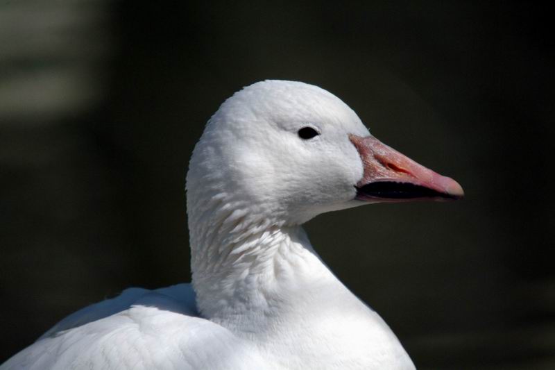 (European) Domestic Goose (Anser anser domesticus) {!--유럽거위-->; DISPLAY FULL IMAGE.
