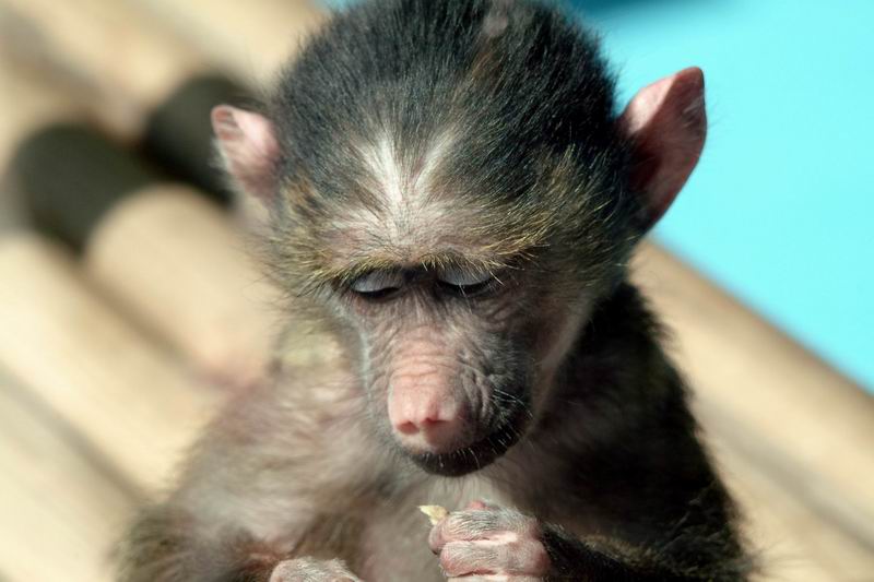 Cute baby monkey, Anubis Baboon - Olive Baboon - Papio anubis; DISPLAY FULL IMAGE.