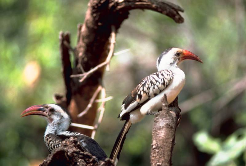 Red-billed Hornbill pair (Tockus erythrorhynchus) {!--붉은부리코뿔새-->; DISPLAY FULL IMAGE.