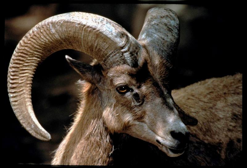 Desert Bighorn Sheep (Ovis canadensis nelsoni) {!--큰뿔양(사막지역 아종)-->; DISPLAY FULL IMAGE.