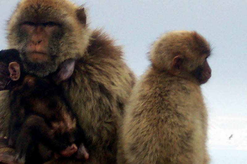 Barbary Macaque (Macaca sylvanus) {!--바바리원숭이-->; DISPLAY FULL IMAGE.