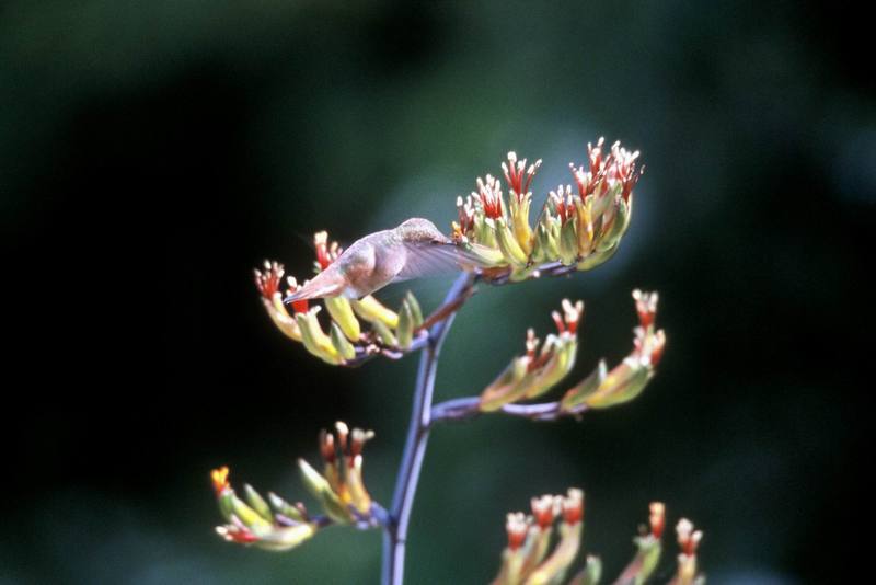 Allen's Hummingbird (Selasphorus sasin) {!--알렌벌새-->; DISPLAY FULL IMAGE.