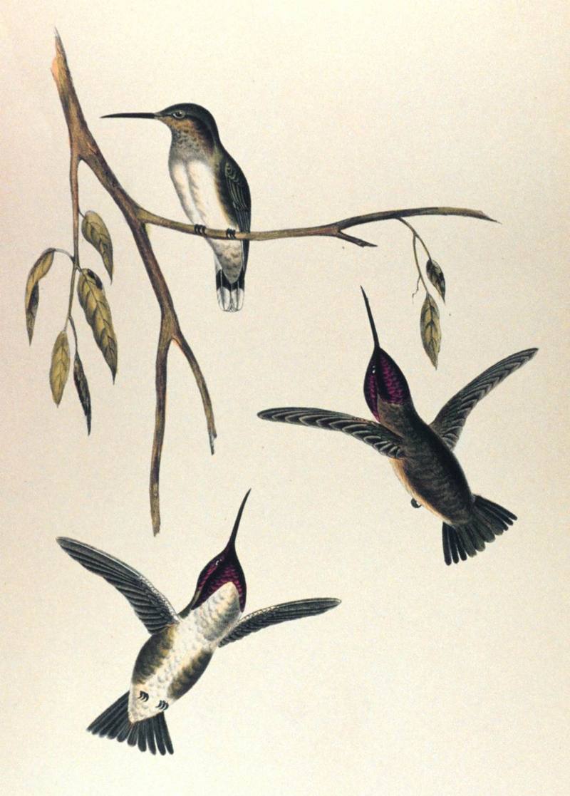 [Illust] Costa's Hummingbird (Calypte costae) {!--코스타벌새-->; DISPLAY FULL IMAGE.