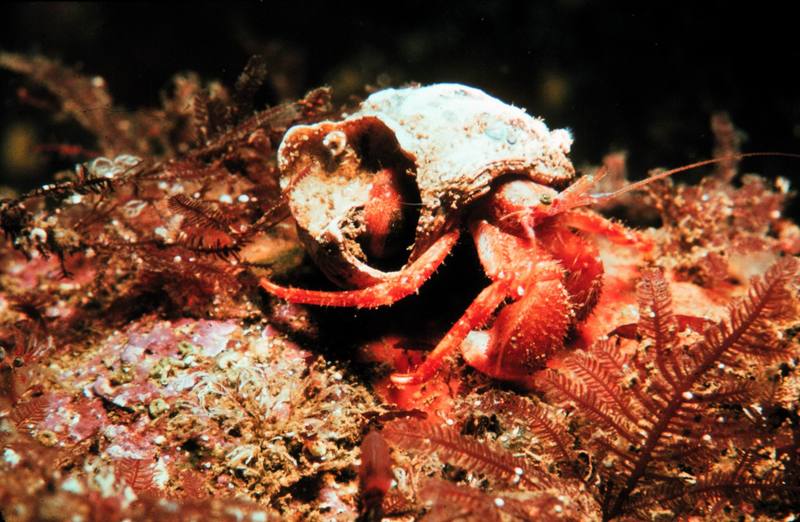 Hermit Crab {!--소라게-->; DISPLAY FULL IMAGE.