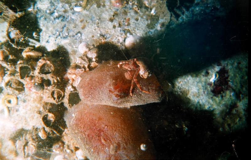 Hermit Crab {!--소라게--> on Sea Squirt {!--멍게류-->; DISPLAY FULL IMAGE.