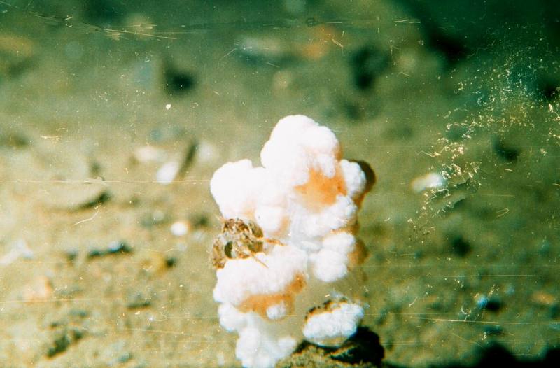 Hermit Crab {!--소라게--> on Soft Coral {!--연산호-->; DISPLAY FULL IMAGE.