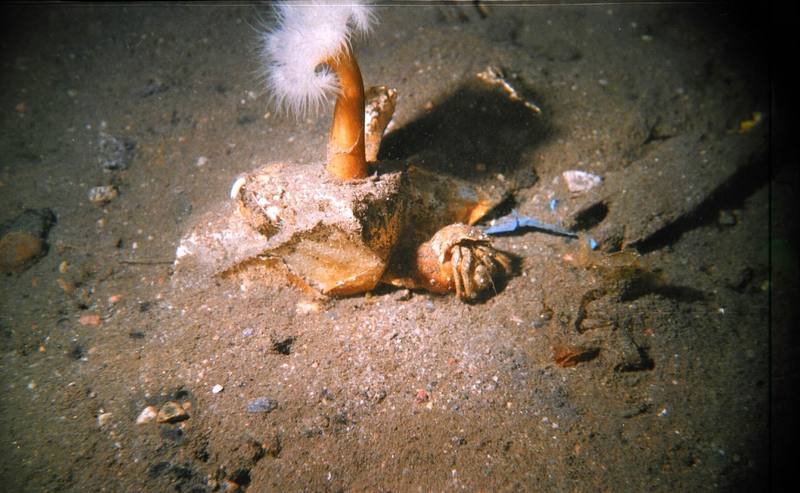Hermit Crab {!--소라게--> and Sea Squirt {!--멍게류-->; DISPLAY FULL IMAGE.