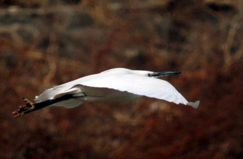 Little Egret's flight (Egretta garzetta garzetta) {!--쇠백로-->; DISPLAY FULL IMAGE.
