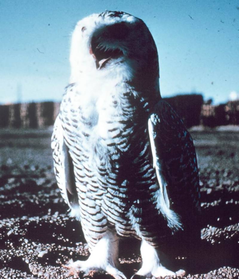 Snowy Owl (Nyctea scandiaca) {!--흰올빼미-->; DISPLAY FULL IMAGE.