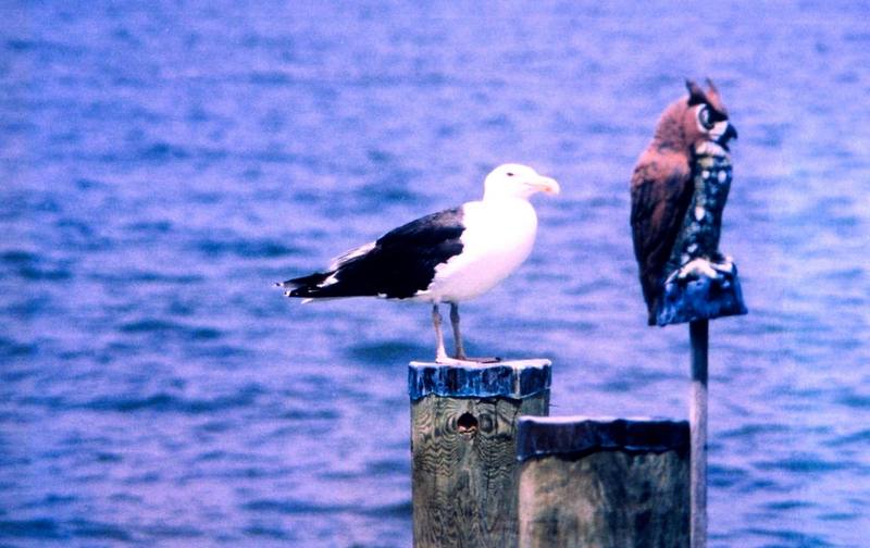 Great Black Backed Gull & Owl; DISPLAY FULL IMAGE.