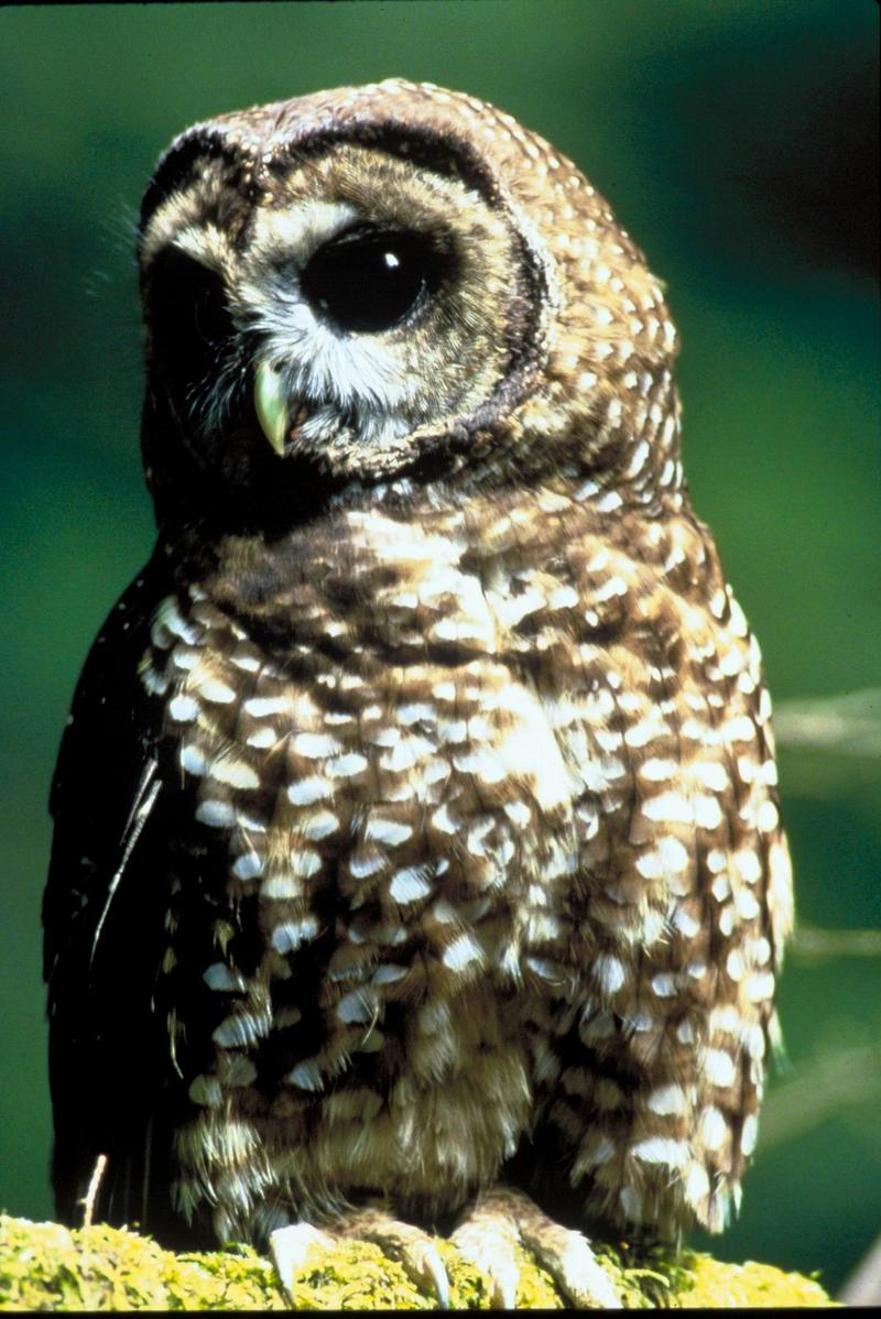 Northern Spotted Owl (Strix occidentalis caurina) {!--점박이올빼미-->; DISPLAY FULL IMAGE.