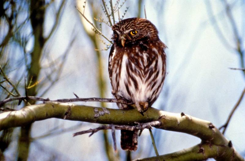 Ferruginous Pygmy-Owl (Glaucidium brasilianum) {!--갈색참새올빼미-->; DISPLAY FULL IMAGE.