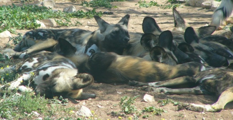 African Wild dogs - African wild dog (Lycaon pictus); DISPLAY FULL IMAGE.