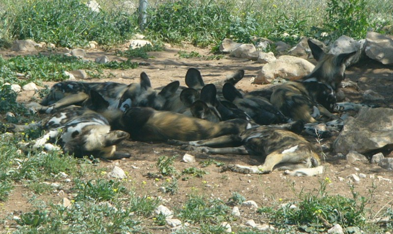 African hunting dogs 1 - African wild dog (Lycaon pictus); DISPLAY FULL IMAGE.