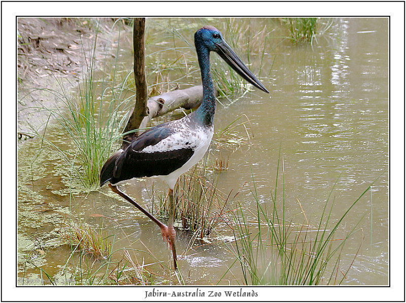 Jabiru by Maroochy -- black-necked stork (Ephippiorhynchus asiaticus); DISPLAY FULL IMAGE.