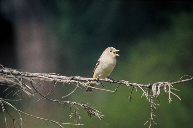 Western Tanager (Piranga ludoviciana) {!--비단풍금조(--風琴鳥)-->; DISPLAY FULL IMAGE.