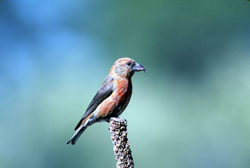 Red Crossbill (Loxia curvirostra) {!--솔잣새-->; DISPLAY FULL IMAGE.