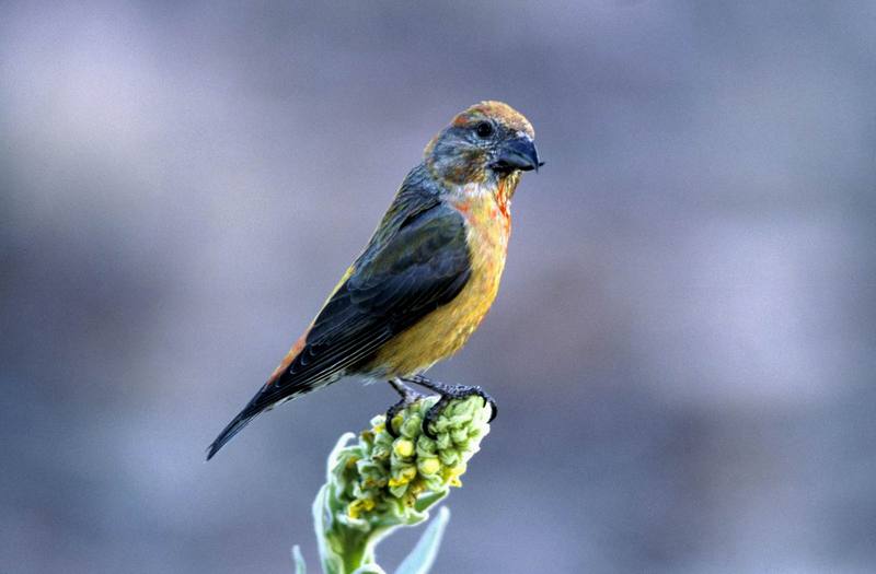 Red Crossbill (Loxia curvirostra) {!--솔잣새-->; DISPLAY FULL IMAGE.