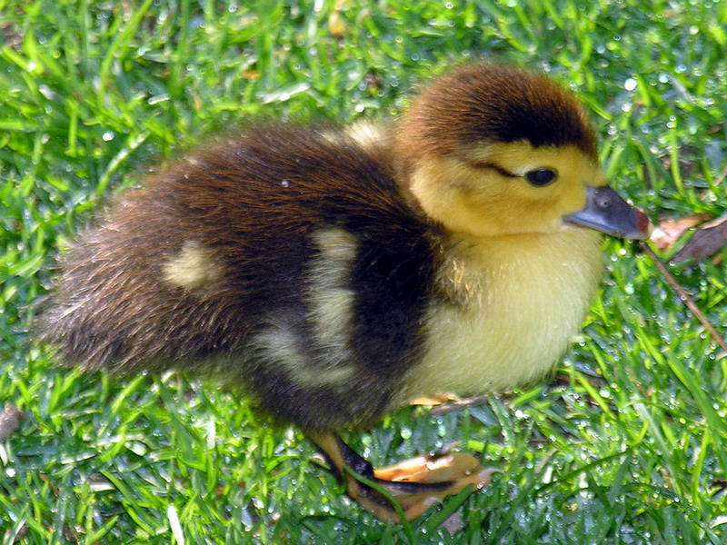 Muscovy duckling; DISPLAY FULL IMAGE.