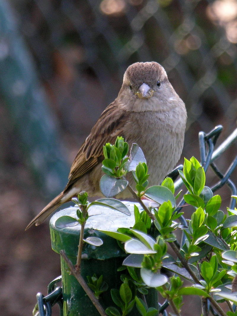 a HOUSE SPARROW (passer domesticus) 2; DISPLAY FULL IMAGE.