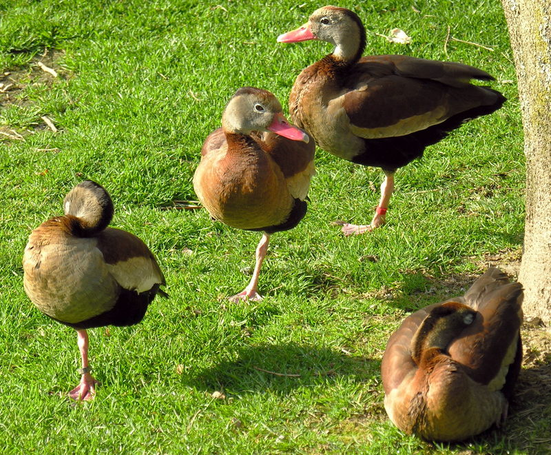Black-bellied Whistling-Ducks; DISPLAY FULL IMAGE.