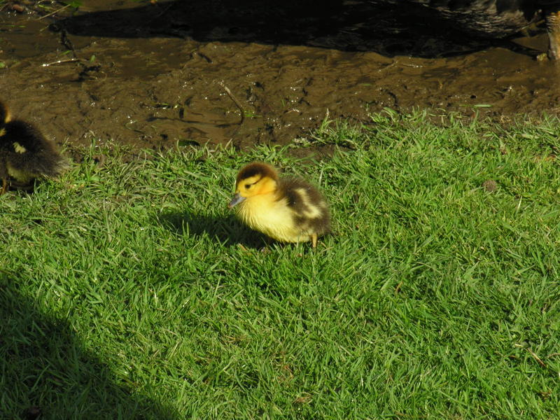 Muscovy duckling 1; DISPLAY FULL IMAGE.