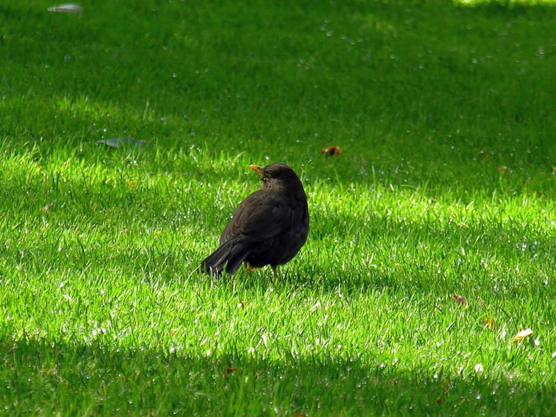Common blackbird 2; DISPLAY FULL IMAGE.