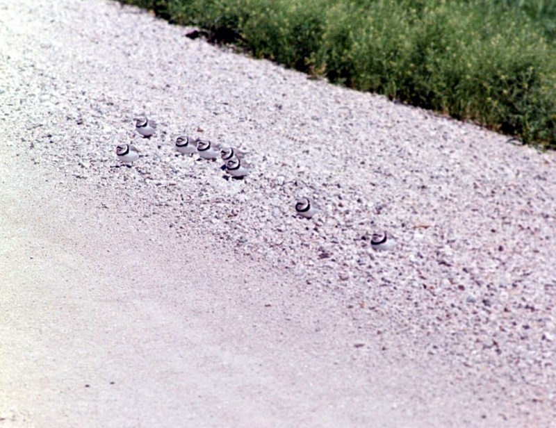 Piping Plover group (Charadrius melodus) {!--노래물떼새-->; DISPLAY FULL IMAGE.
